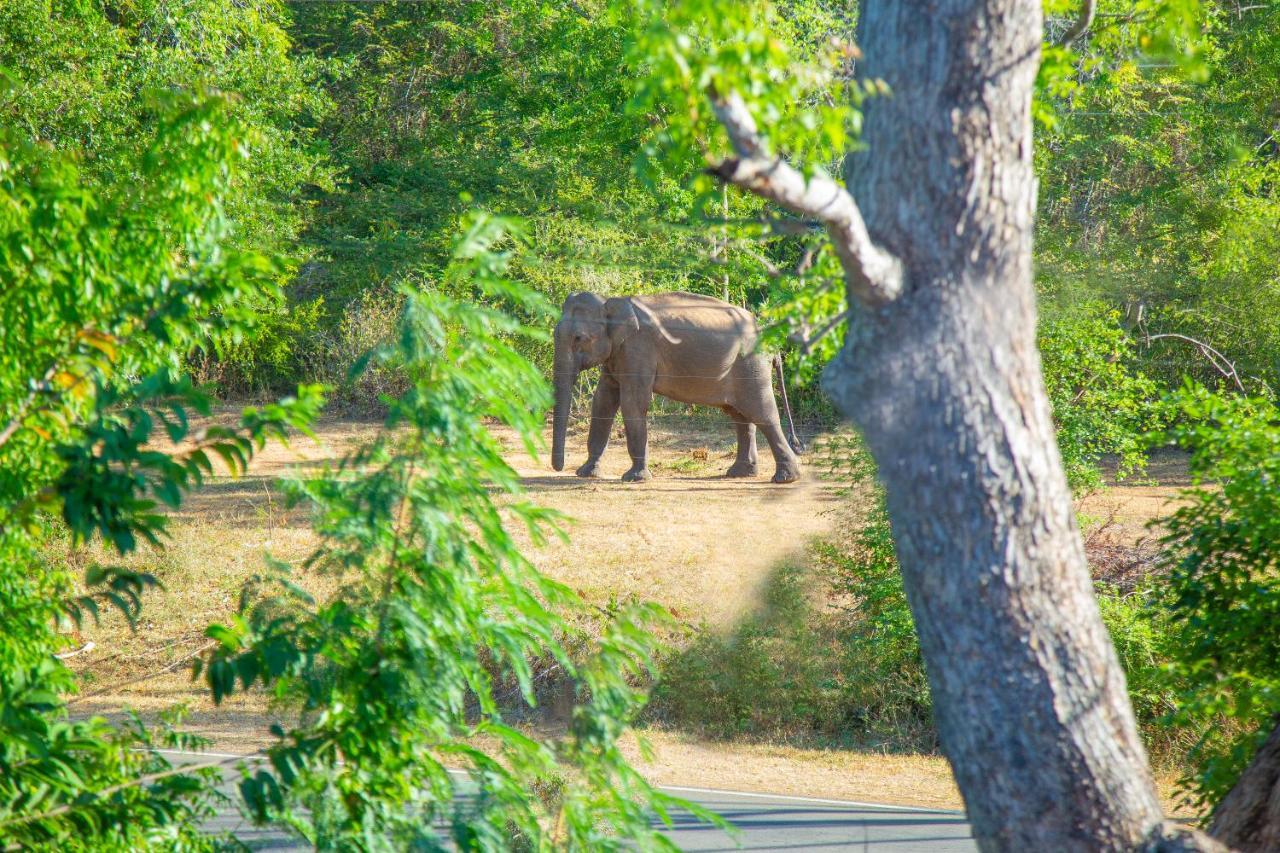 Ali Weta Safari Resort Udawalawe Luaran gambar